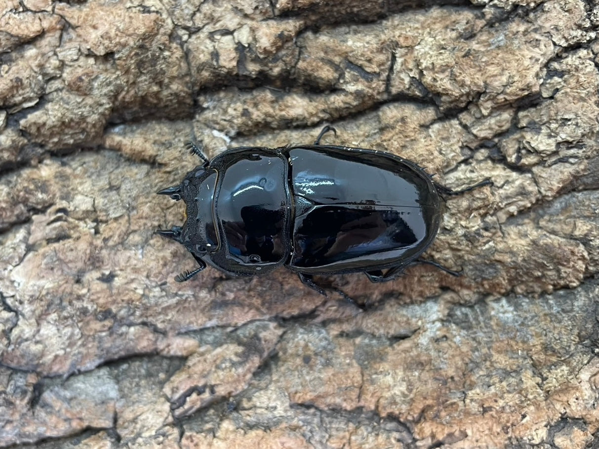 昆虫標本M.レギウス　オオツヤクワガタ雄75㍉野外品 昆虫標本M.レギウス オオツヤクワガタ雄75㍉野外品 - メルカリ