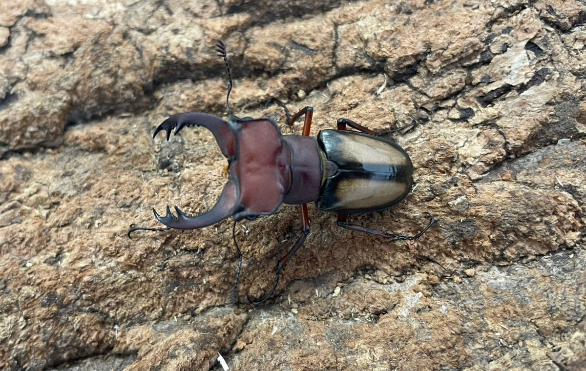 ラエトゥスミヤマクワガタ