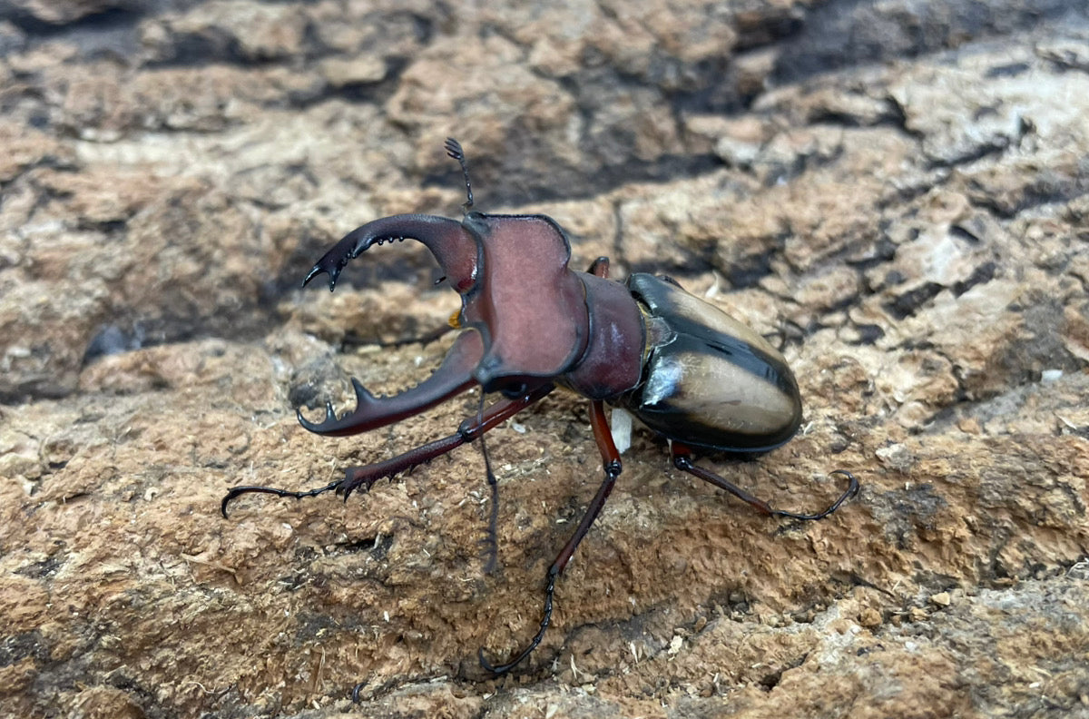 ラエトゥスミヤマクワガタ