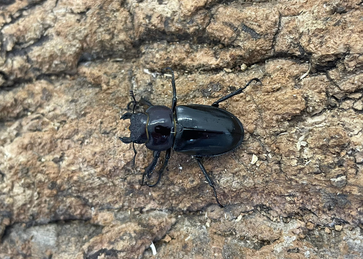 ラエトゥスミヤマクワガタ