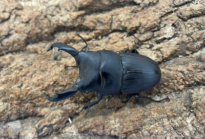 スジブトヒラタクワガタ（ホワイトアイ）