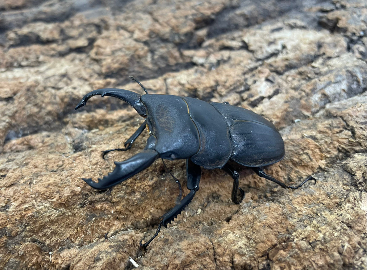 スジブトヒラタクワガタ（ホワイトアイ）