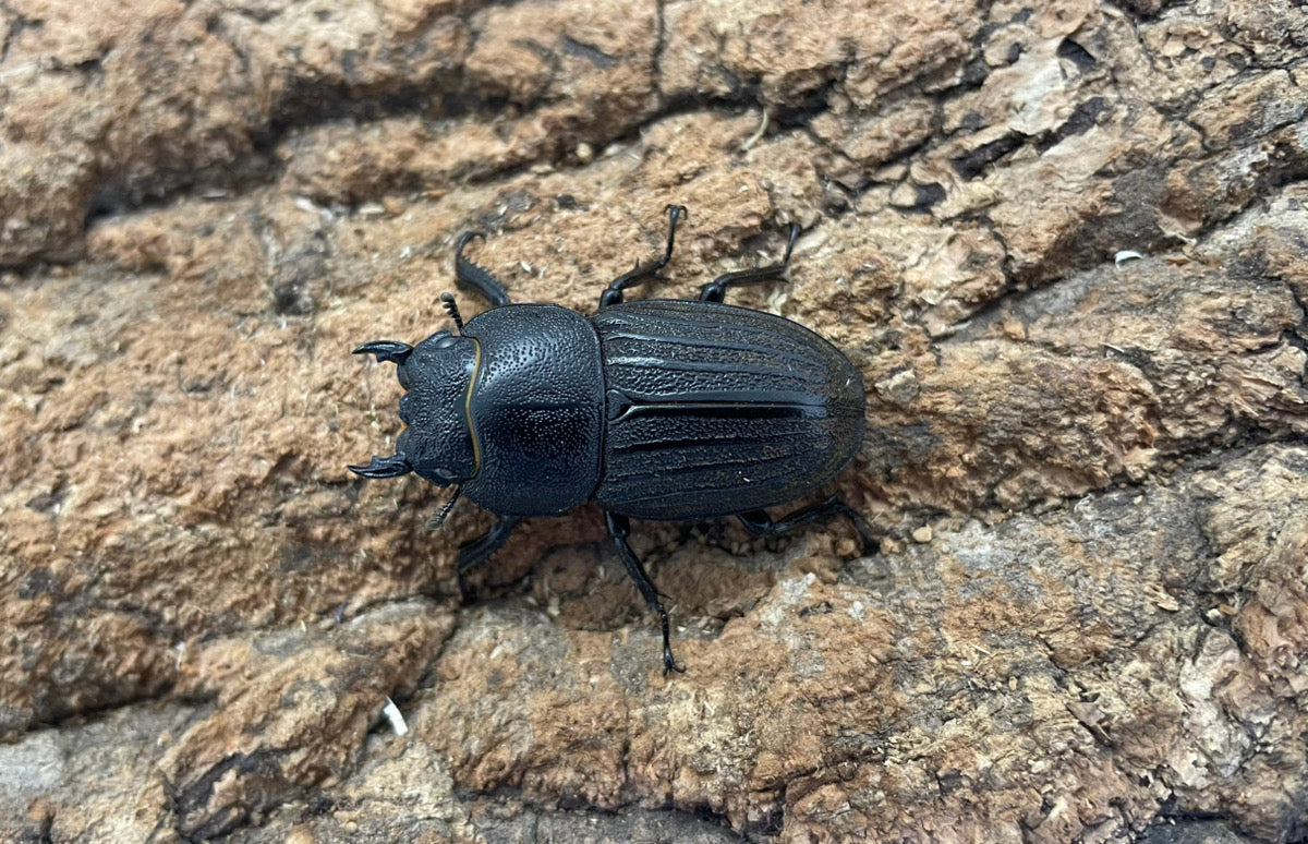 スジブトヒラタクワガタ（ホワイトアイ）