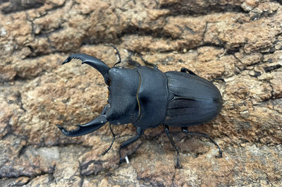 スジブトヒラタクワガタ（ホワイトアイ）