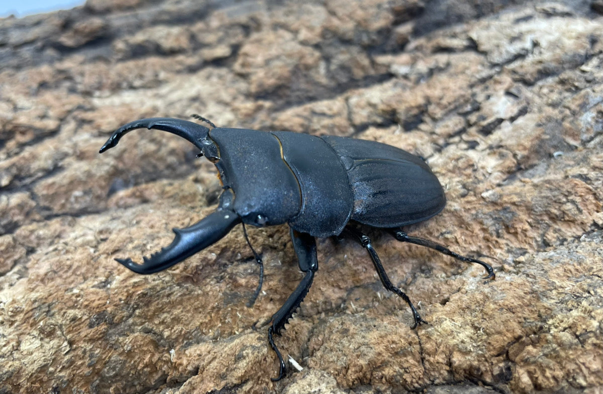 スジブトヒラタクワガタ（ホワイトアイ）