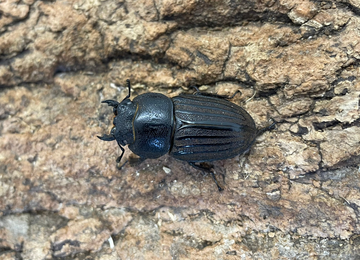 スジブトヒラタクワガタ（ホワイトアイ）