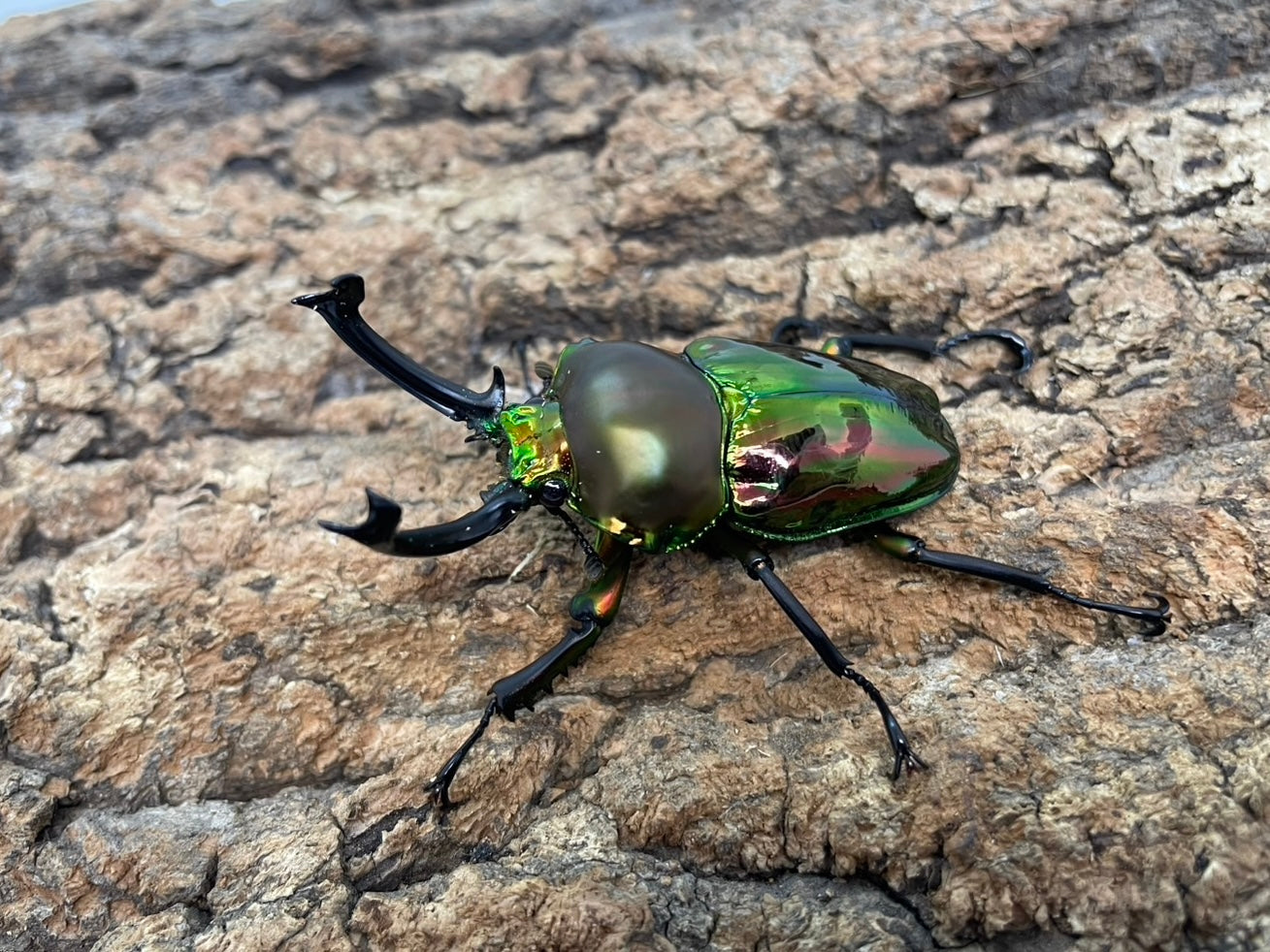ニジイロクワガタ
