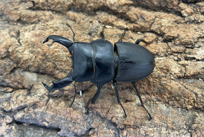 スジブトヒラタクワガタ