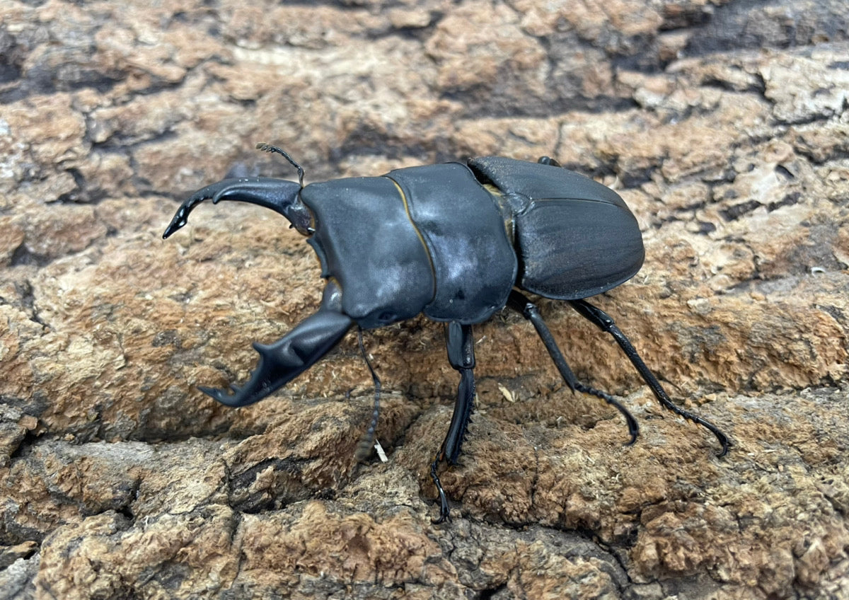 スジブトヒラタクワガタ