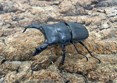 スジブトヒラタクワガタ