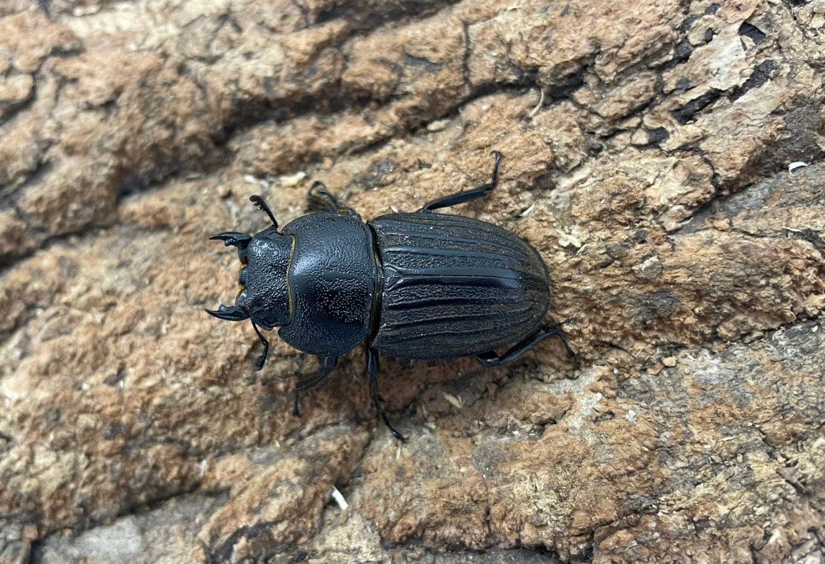 スジブトヒラタクワガタ