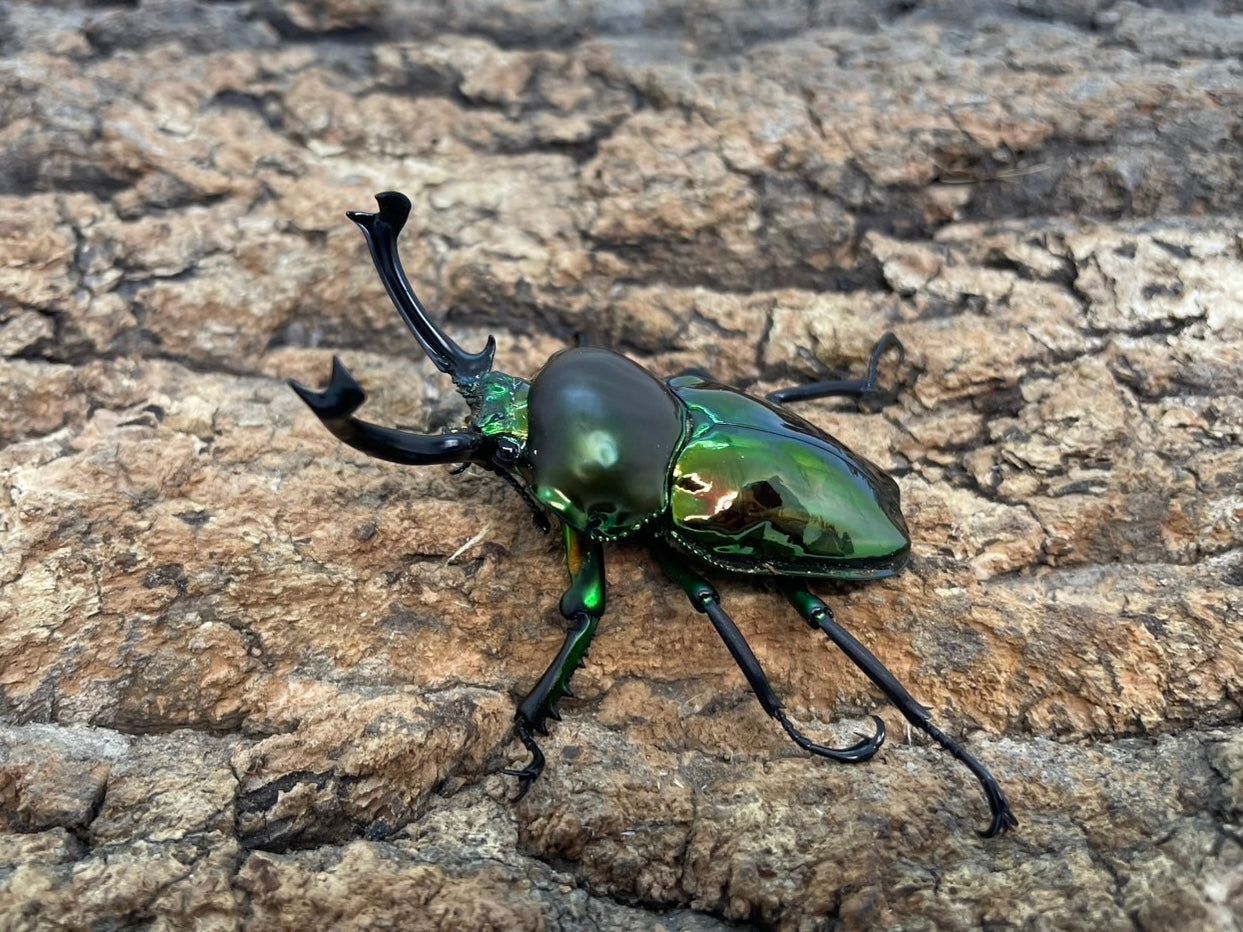 ニジイロクワガタ – INSECT SHOP KMY