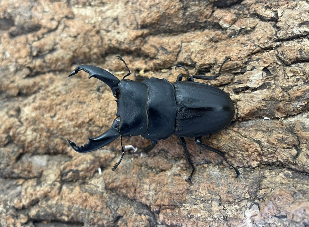 スジブトヒラタクワガタ