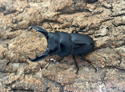 スジブトヒラタクワガタ