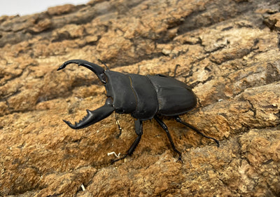 スジブトヒラタクワガタ