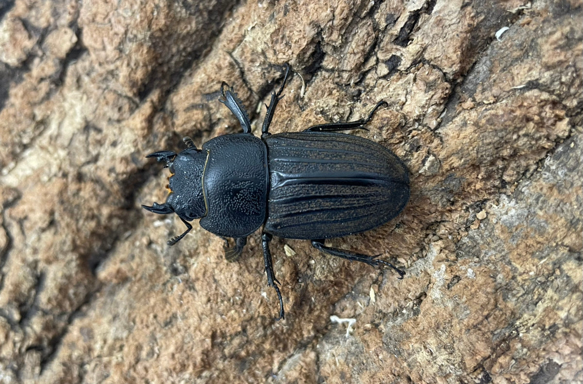 スジブトヒラタクワガタ