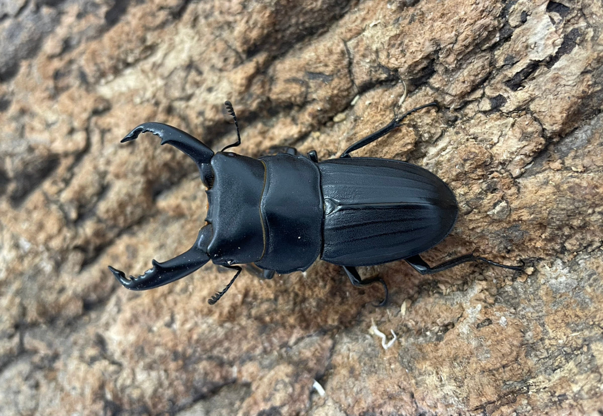 スジブトヒラタクワガタ