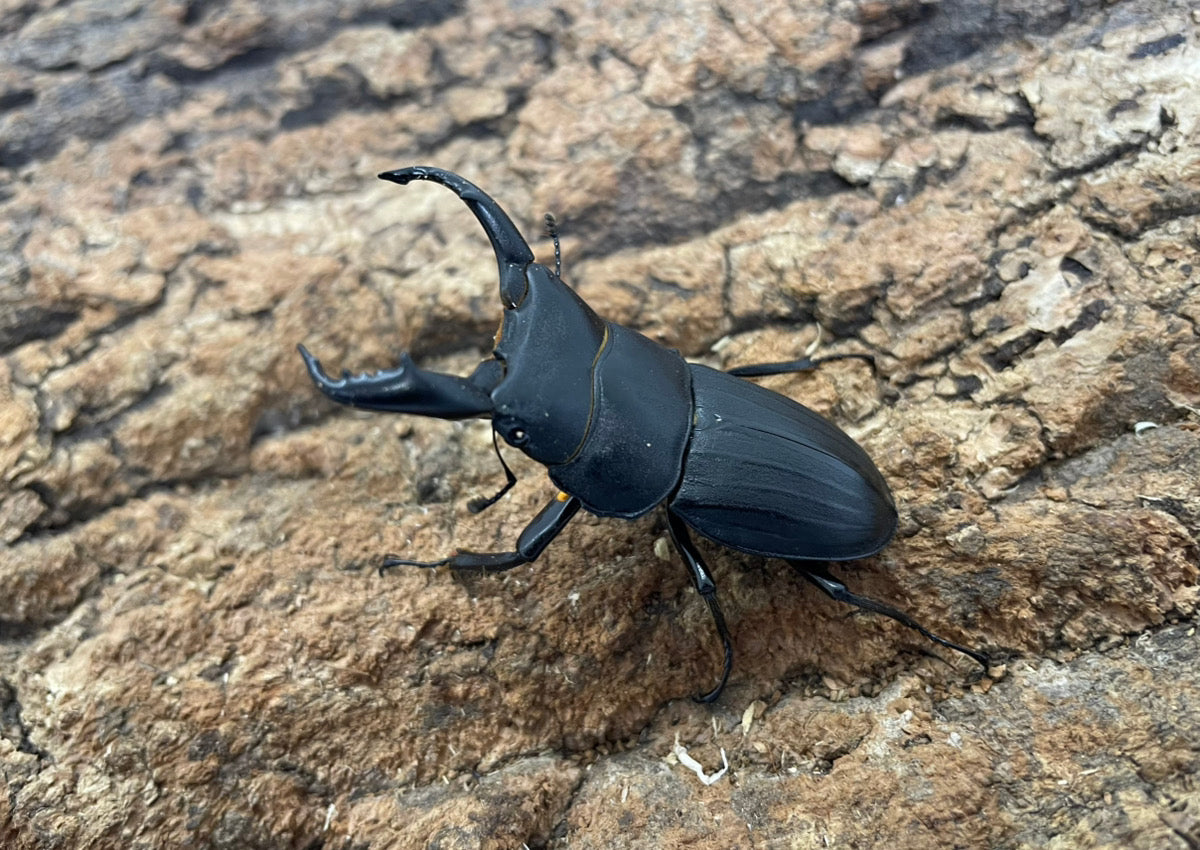 スジブトヒラタクワガタ