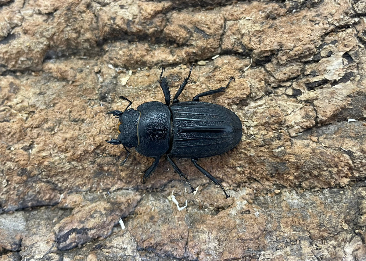 スジブトヒラタクワガタ