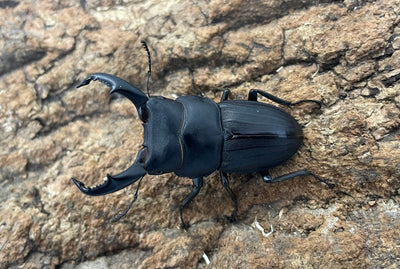 スジブトヒラタクワガタ