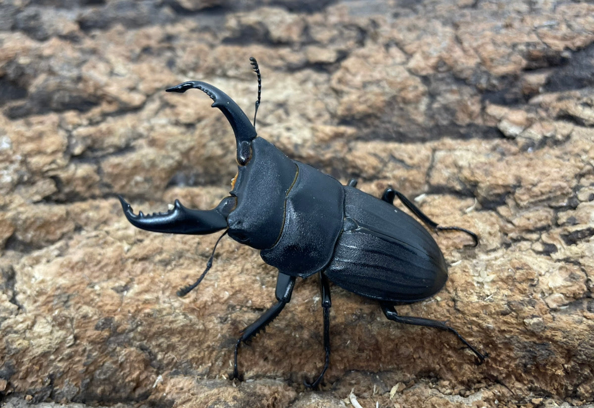 スジブトヒラタクワガタ