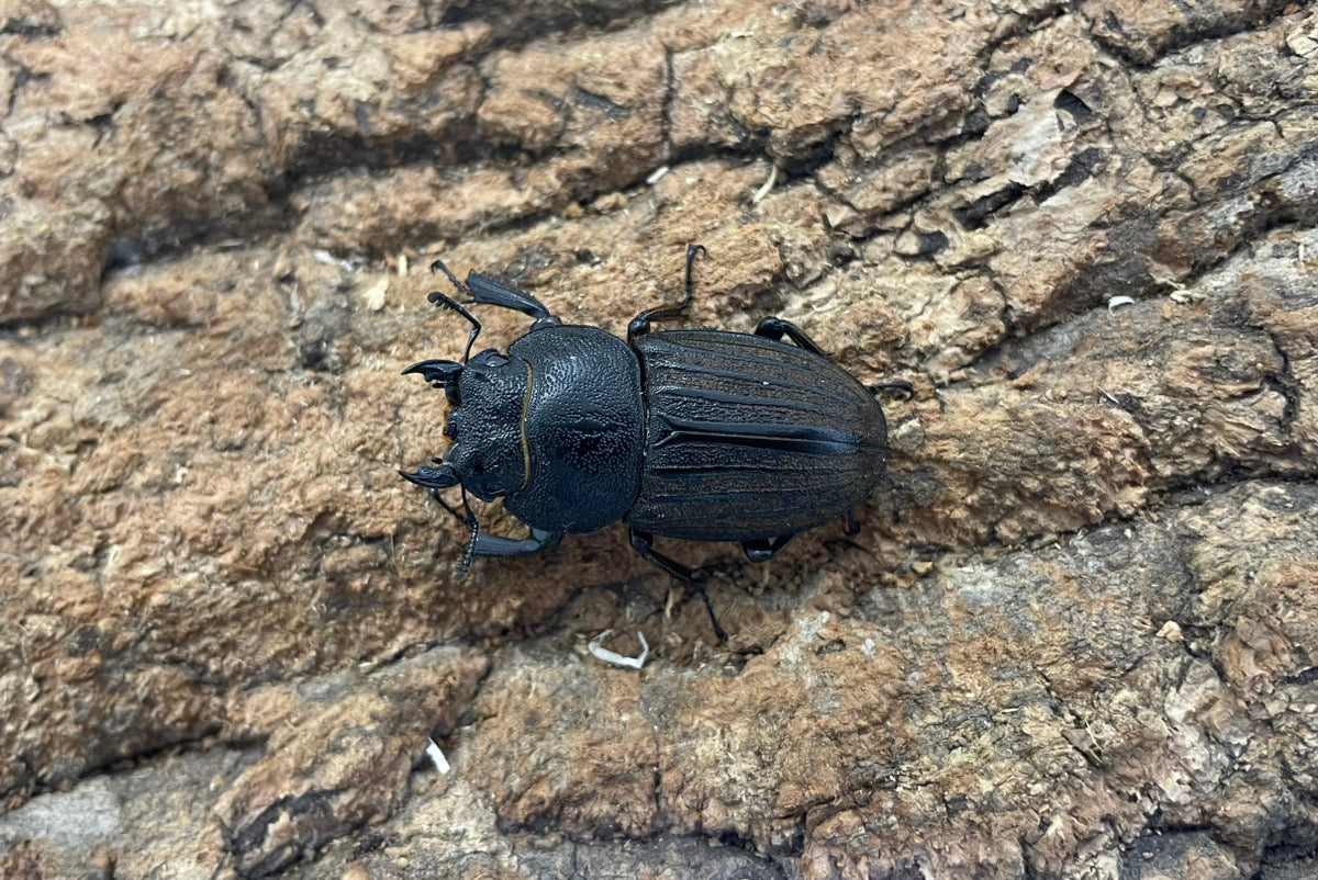 スジブトヒラタクワガタ