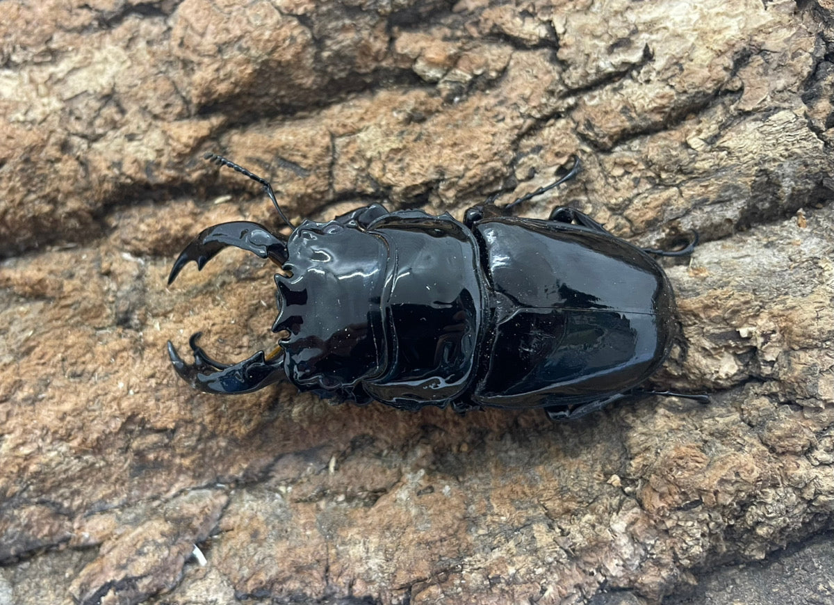 レギウスオオツヤクワガタ