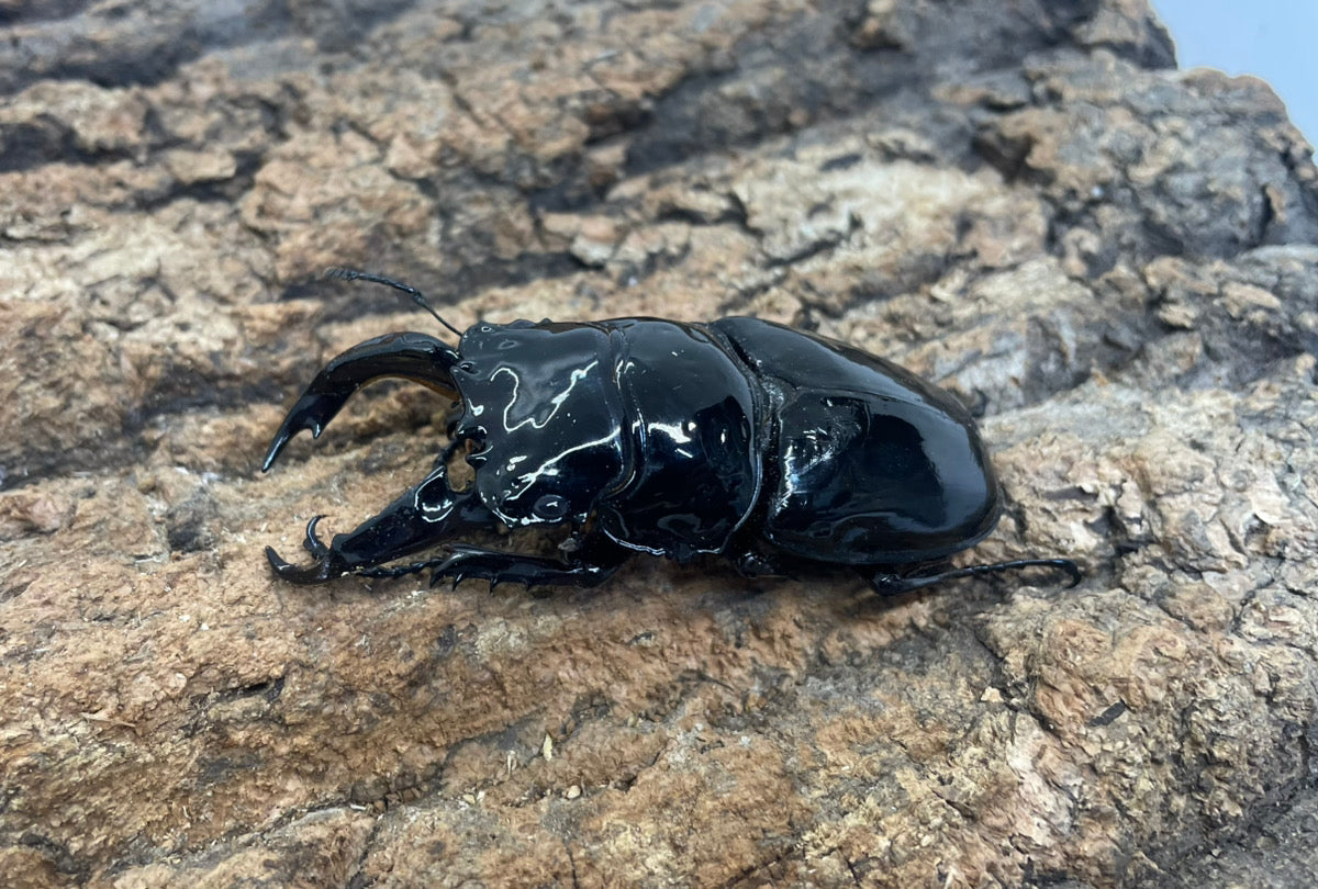 レギウスオオツヤクワガタ