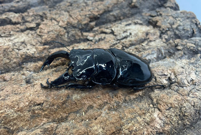 レギウスオオツヤクワガタ