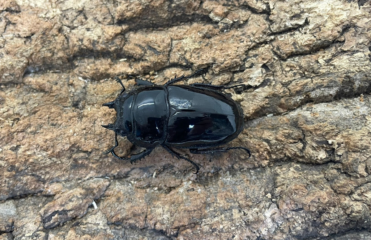 レギウスオオツヤクワガタ