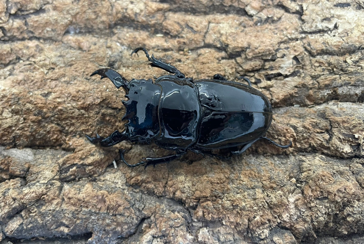 レギウスオオツヤクワガタ