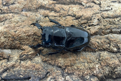 レギウスオオツヤクワガタ