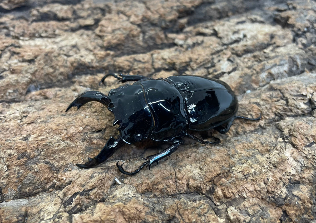 レギウスオオツヤクワガタ