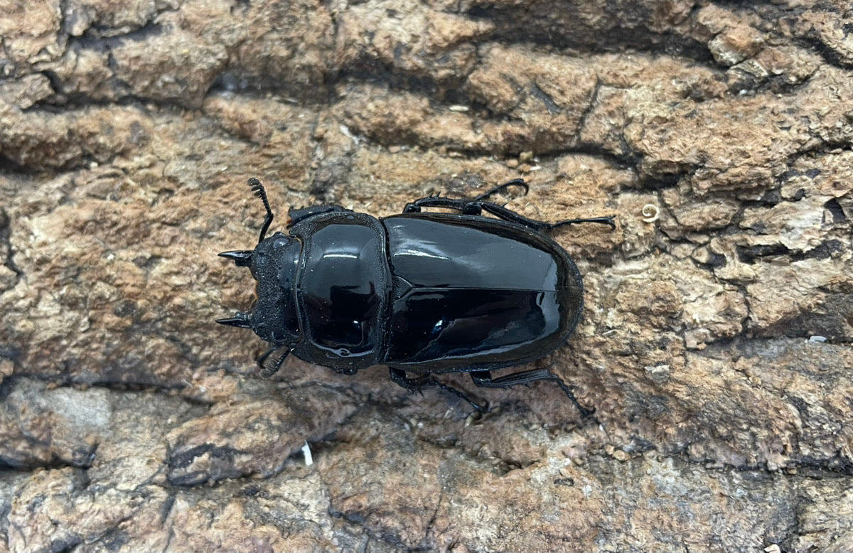 レギウスオオツヤクワガタ