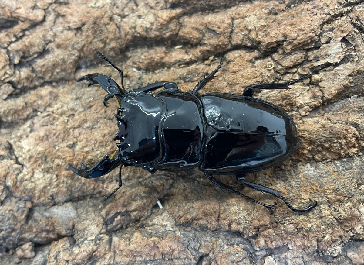 レギウスオオツヤクワガタ