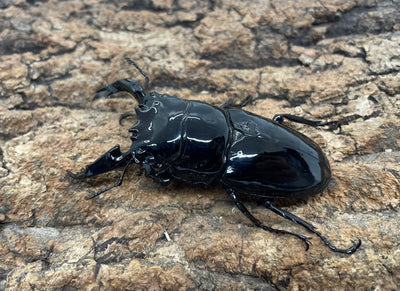 レギウスオオツヤクワガタ