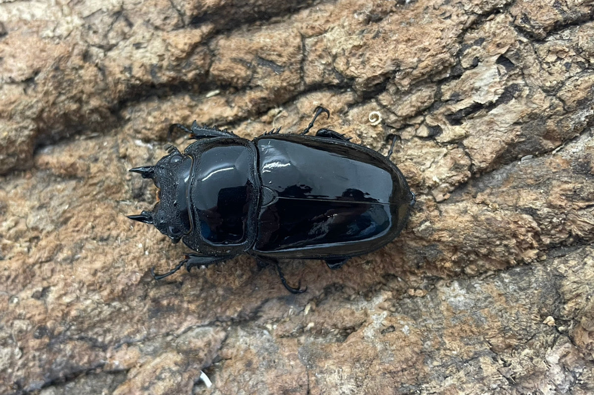 レギウスオオツヤクワガタ