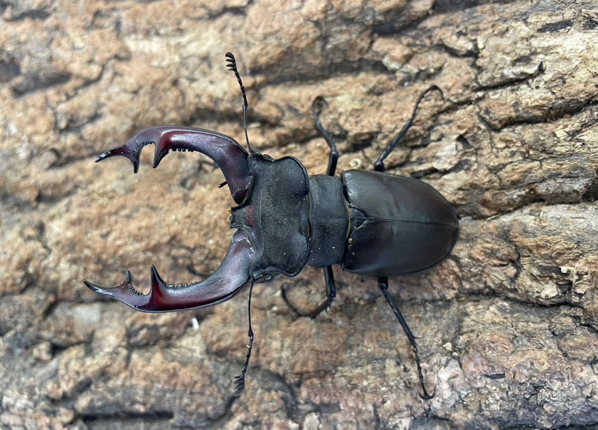 ヨーロッパミヤマクワガタ（ケルブス）