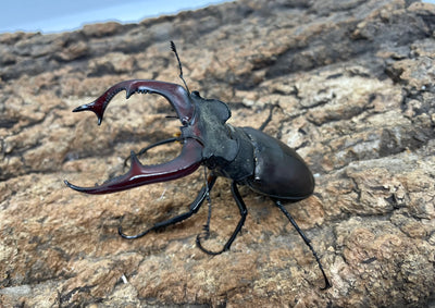 ヨーロッパミヤマクワガタ（ケルブス）