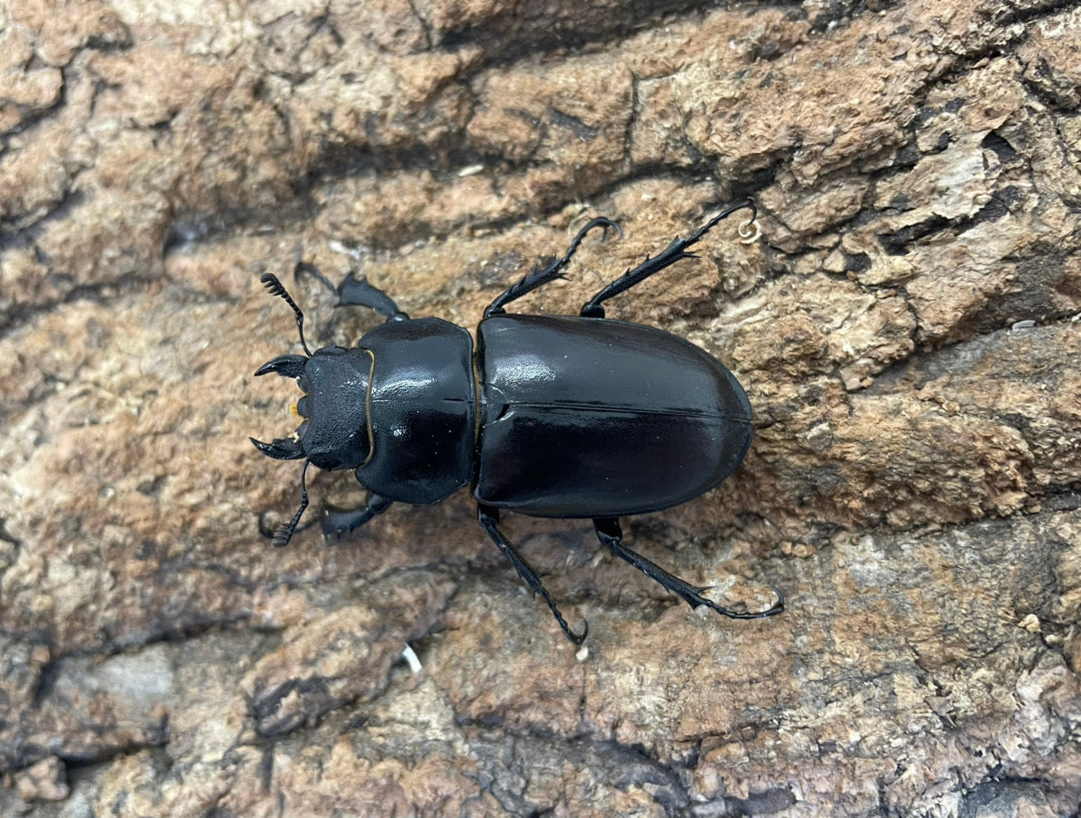 ヨーロッパミヤマクワガタ（ケルブス）