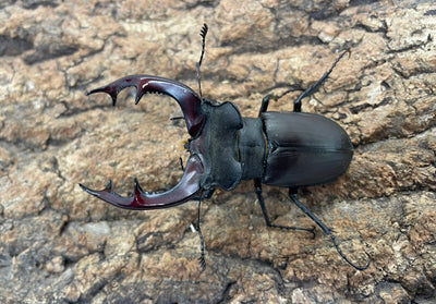 ヨーロッパミヤマクワガタ（ケルブス）