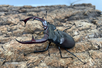 ヨーロッパミヤマクワガタ（ケルブス）