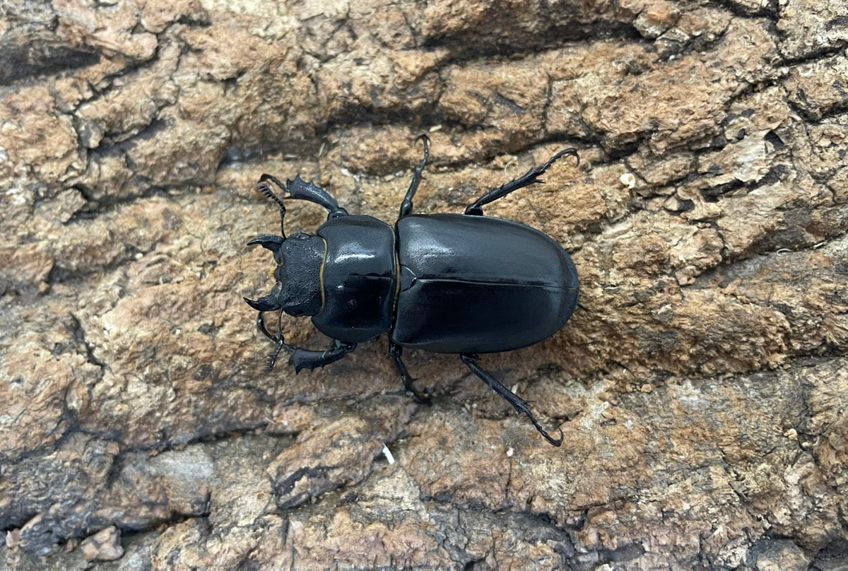 ヨーロッパミヤマクワガタ（ケルブス）