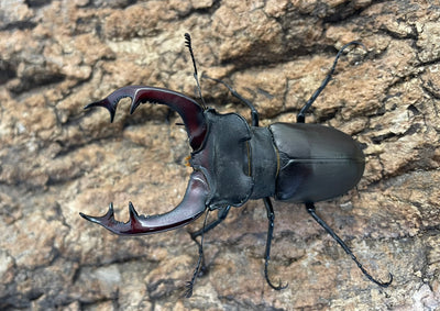 ヨーロッパミヤマクワガタ（ケルブス）