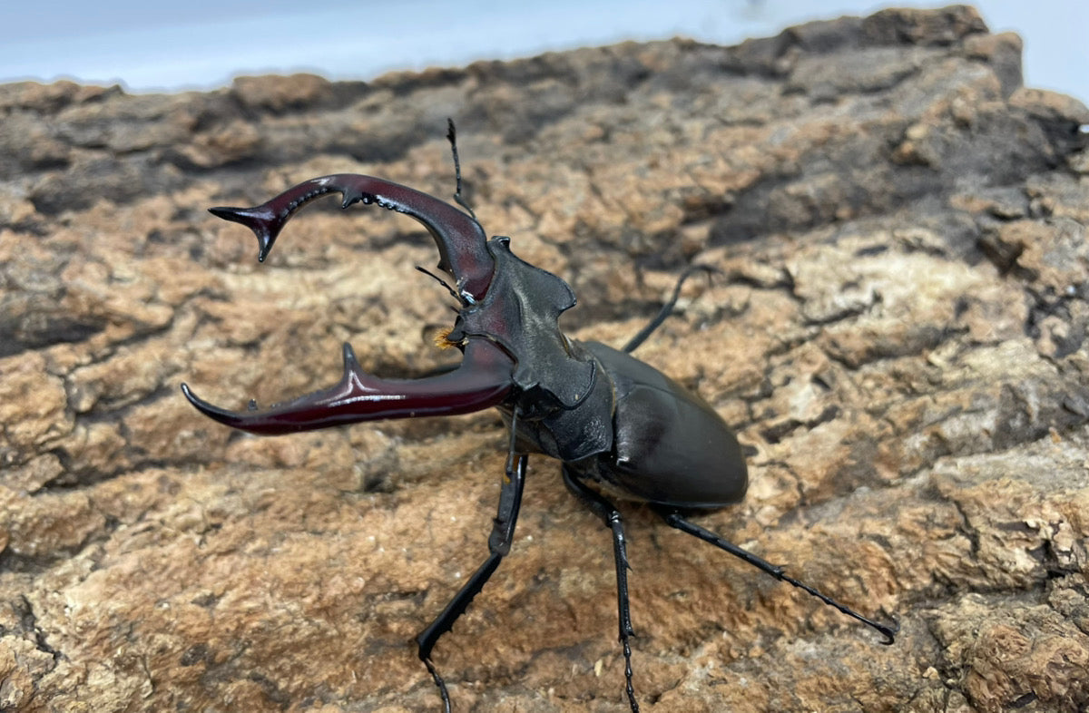 ヨーロッパミヤマクワガタ（ケルブス）