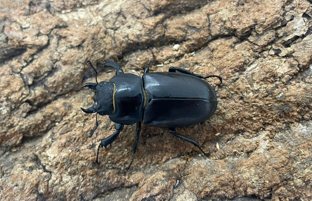 ヨーロッパミヤマクワガタ（ケルブス）