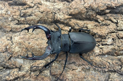 アクベシアヌスミヤマクワガタ