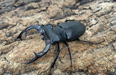 アクベシアヌスミヤマクワガタ