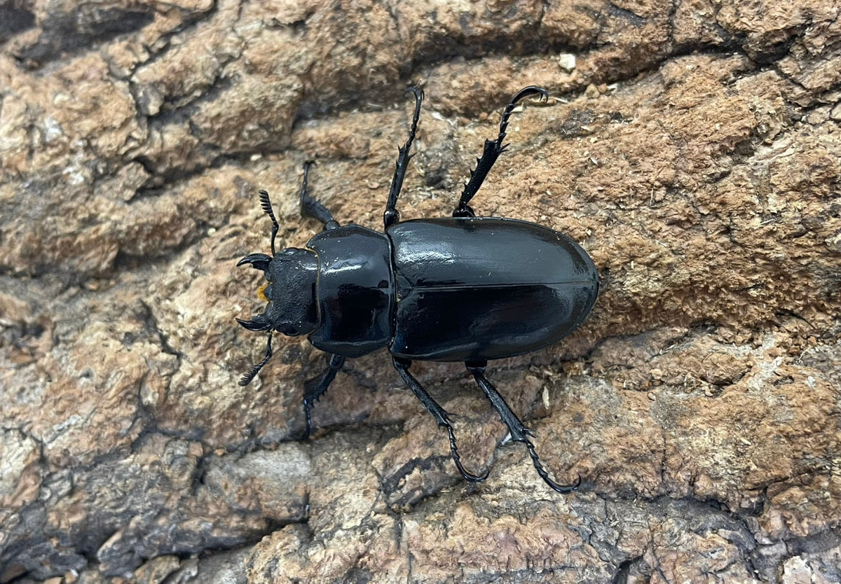 アクベシアヌスミヤマクワガタ