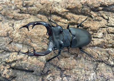 アクベシアヌスミヤマクワガタ